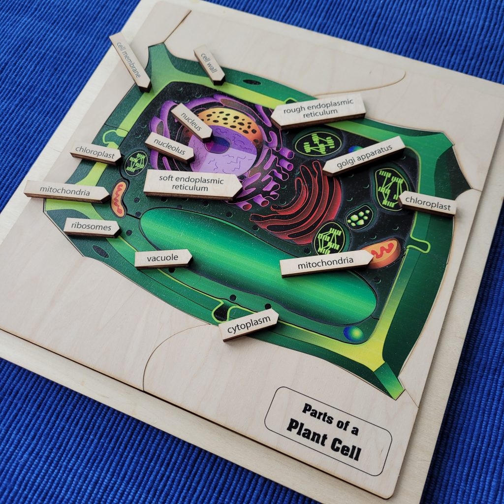 Parts of a Plant Cell