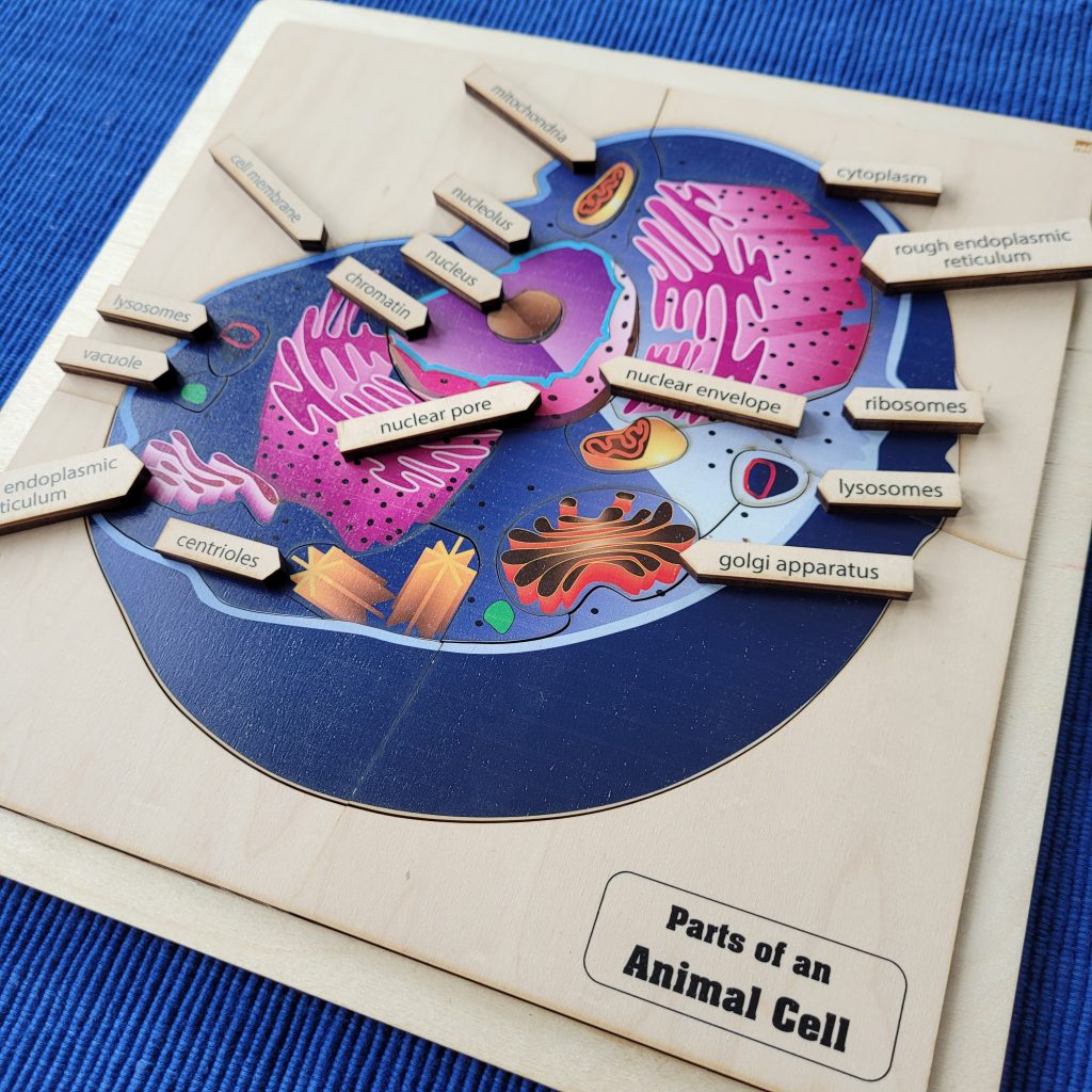 Parts of an Animal Cell