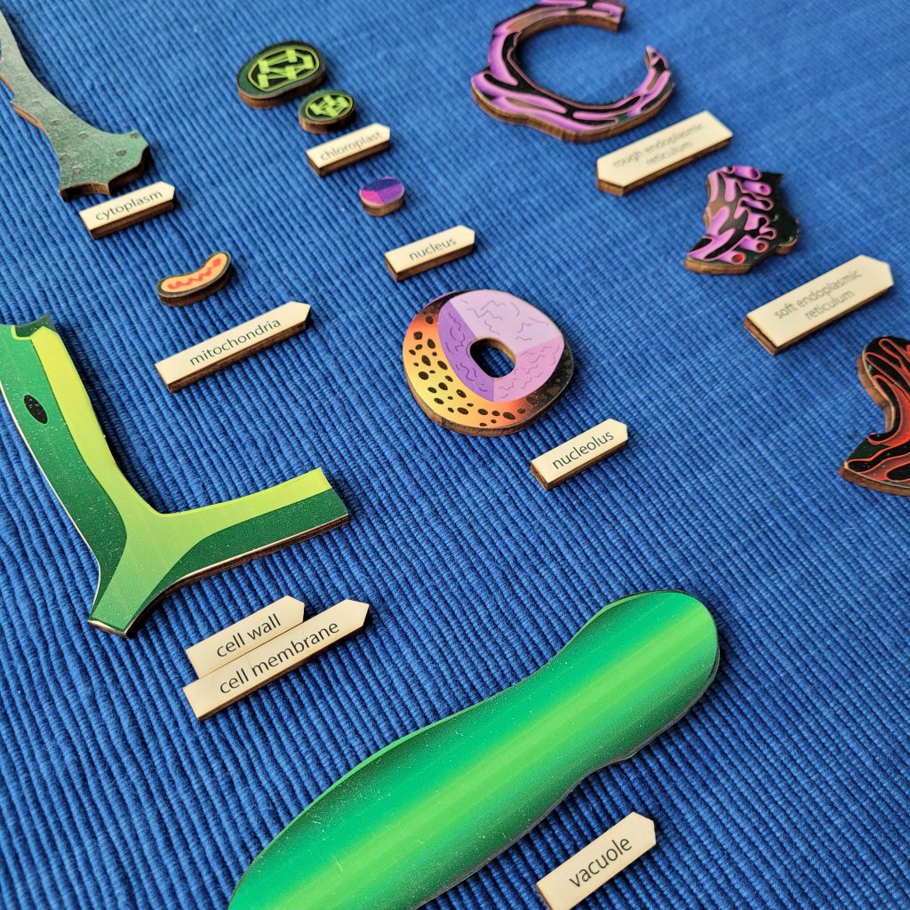 Parts of a Plant Cell