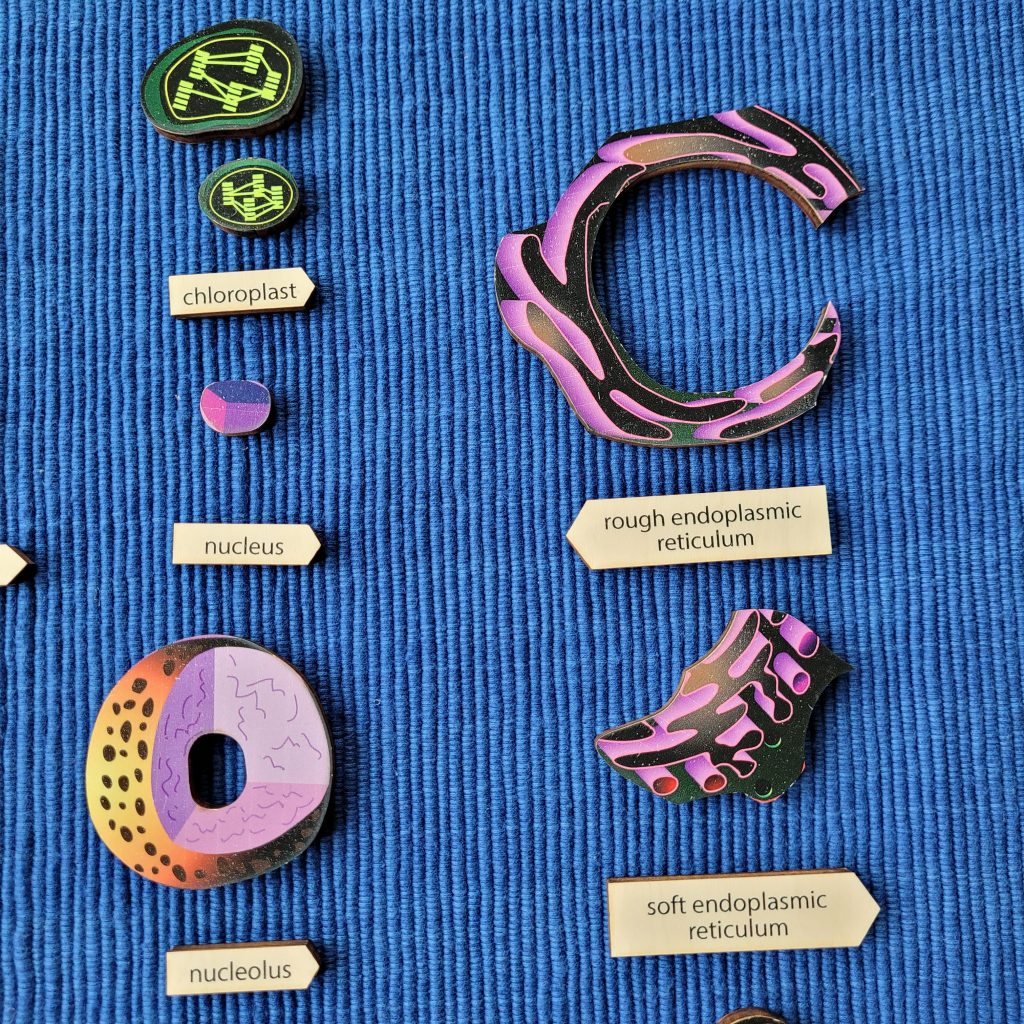 Parts of a Plant Cell