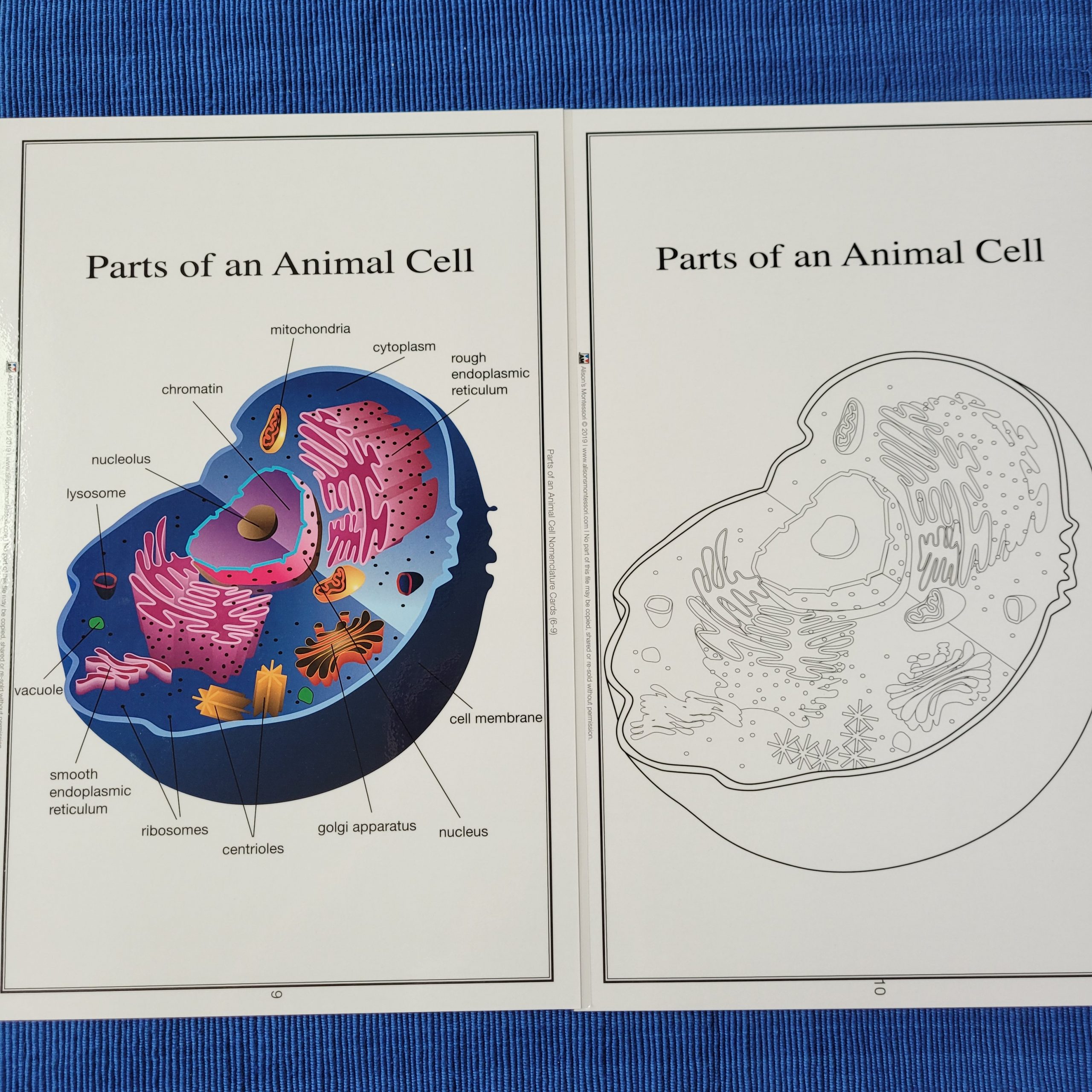 Parts of a Plant Cell & Parts of an Animal Cell - Alison's Montessori Blog