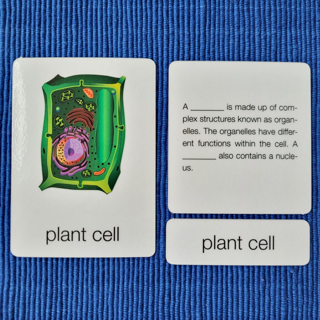 Parts of a Plant Cell