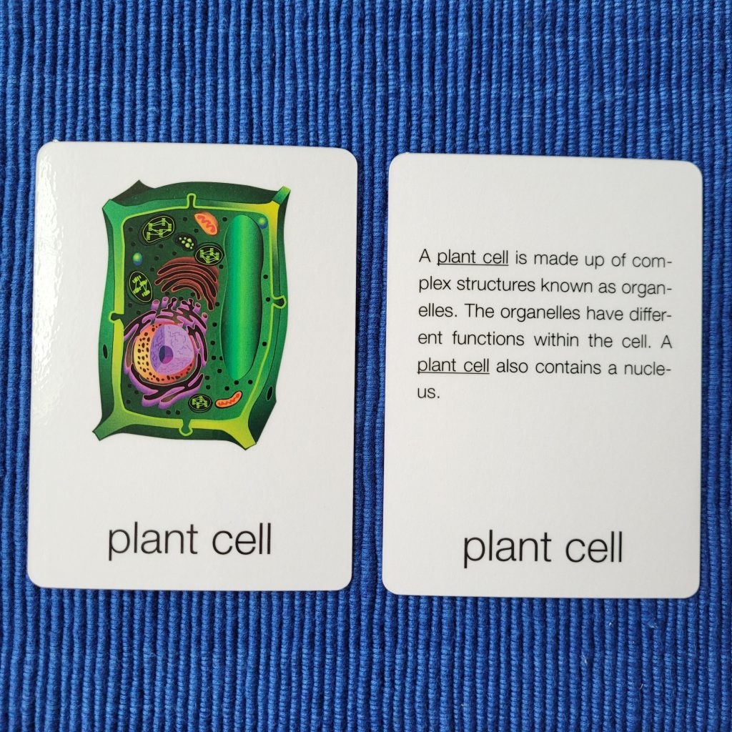 Parts of a Plant Cell