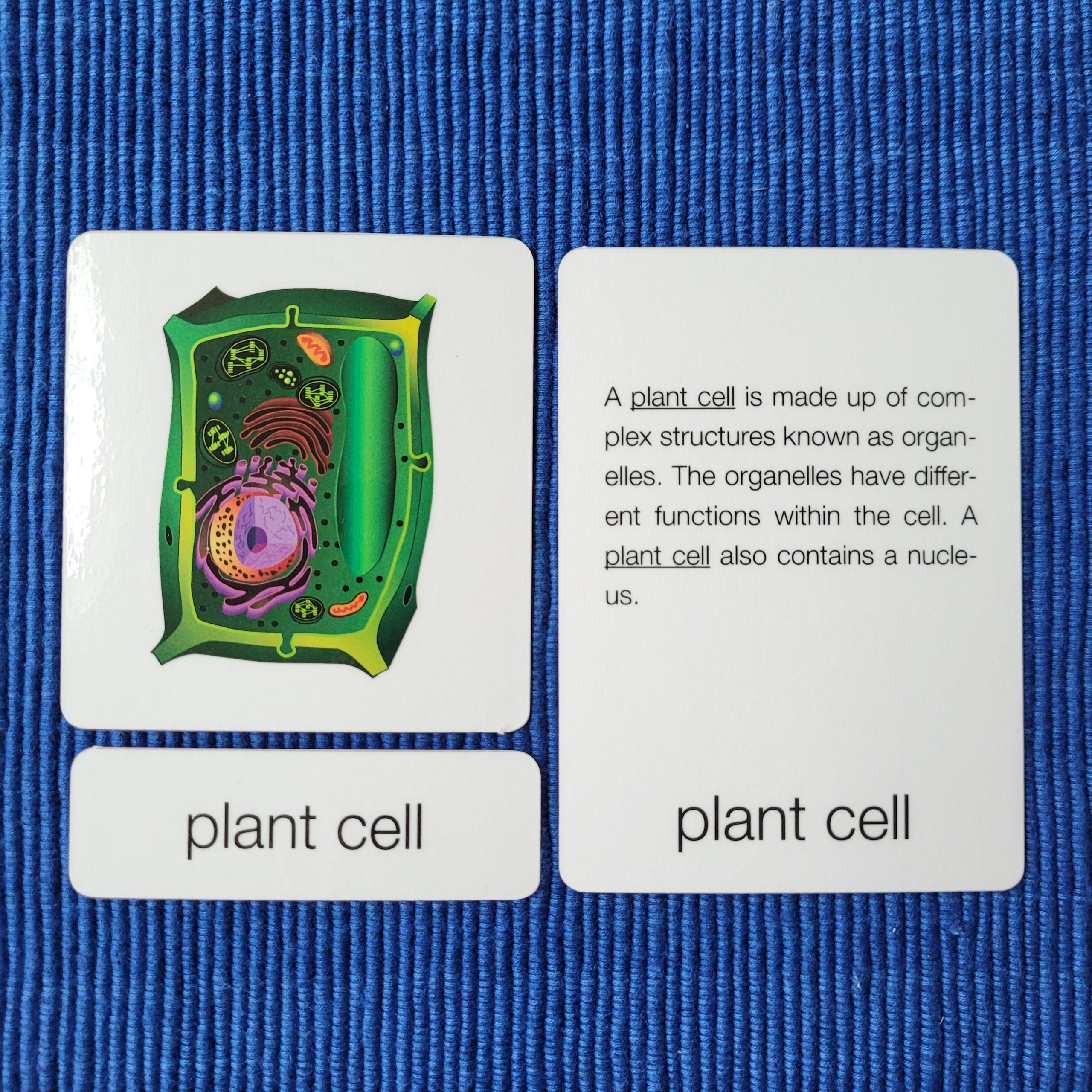 Parts of a Plant Cell & Parts of an Animal Cell - Alison's Montessori Blog