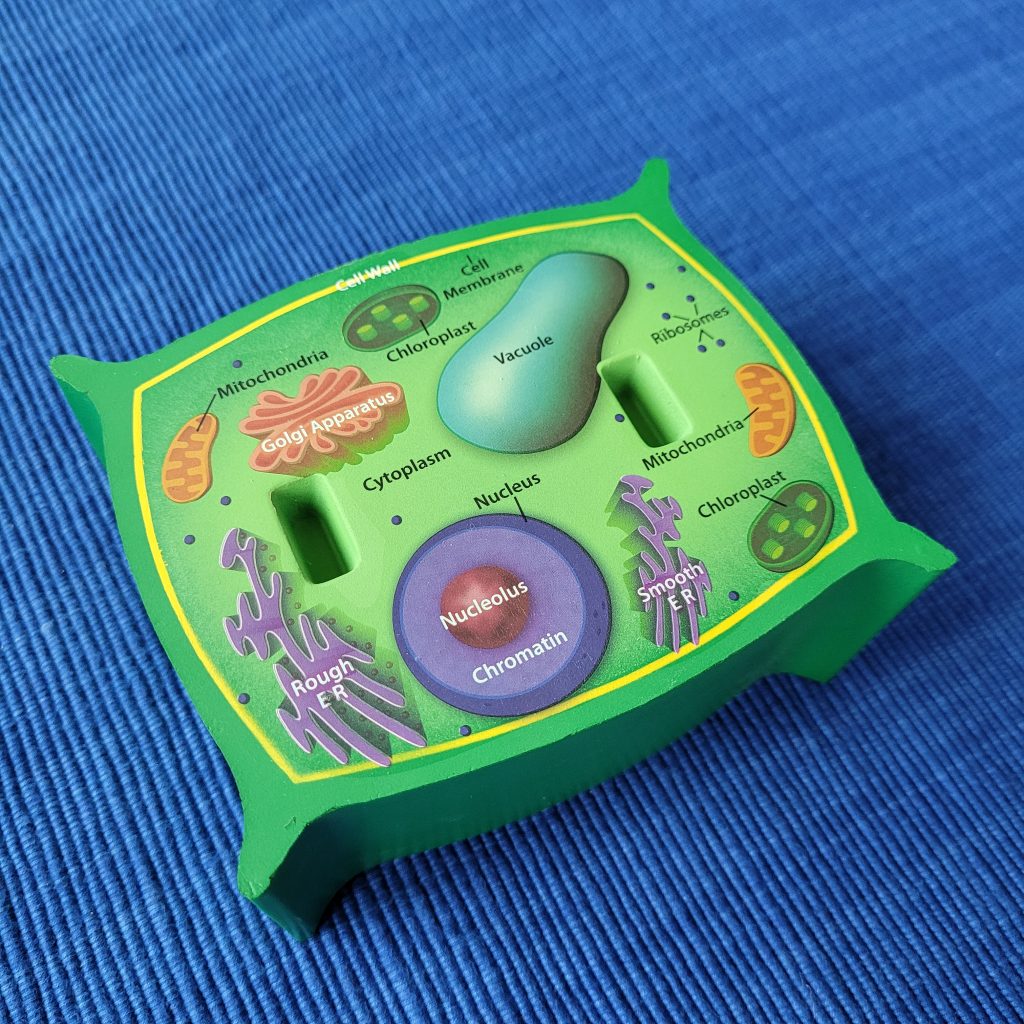 Parts of a Plant Cell