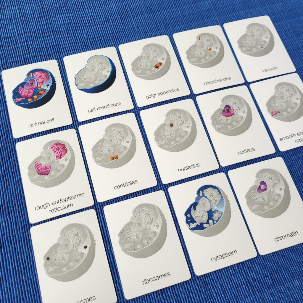 Parts of an Animal Cell Three Part Cards