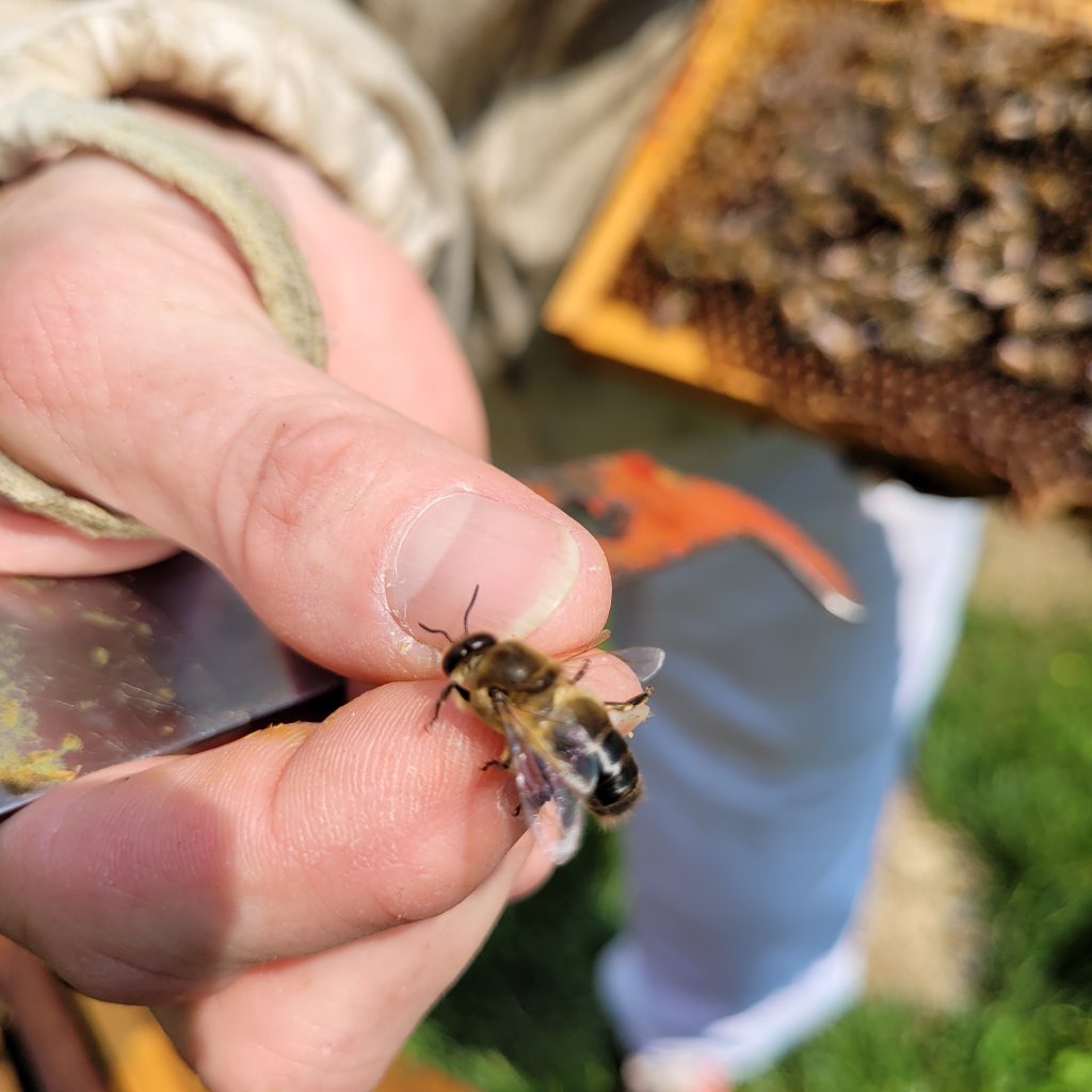 A Honeybee Society