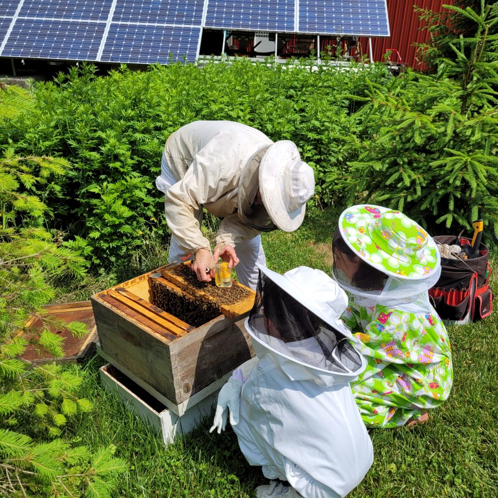 A Honeybee Society