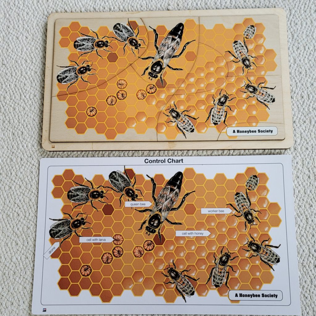 A Honeybee Society