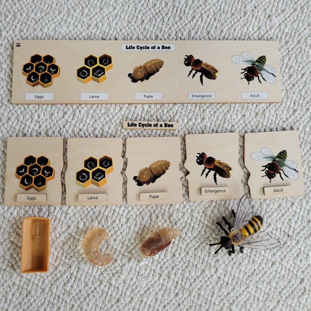  Life Cycle of a Bee puzzle 