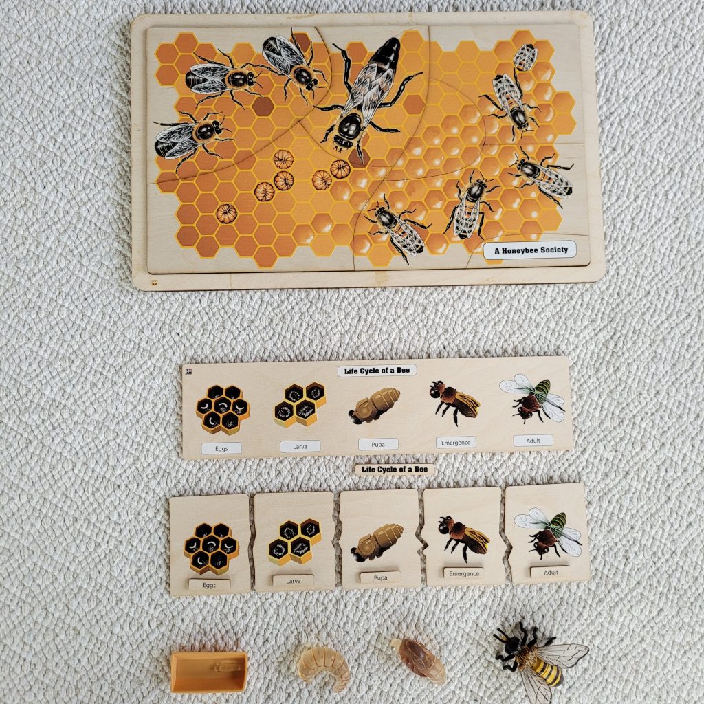 A Honeybee Society