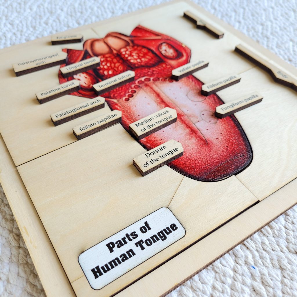 Parts of the Human Tongue Puzzle