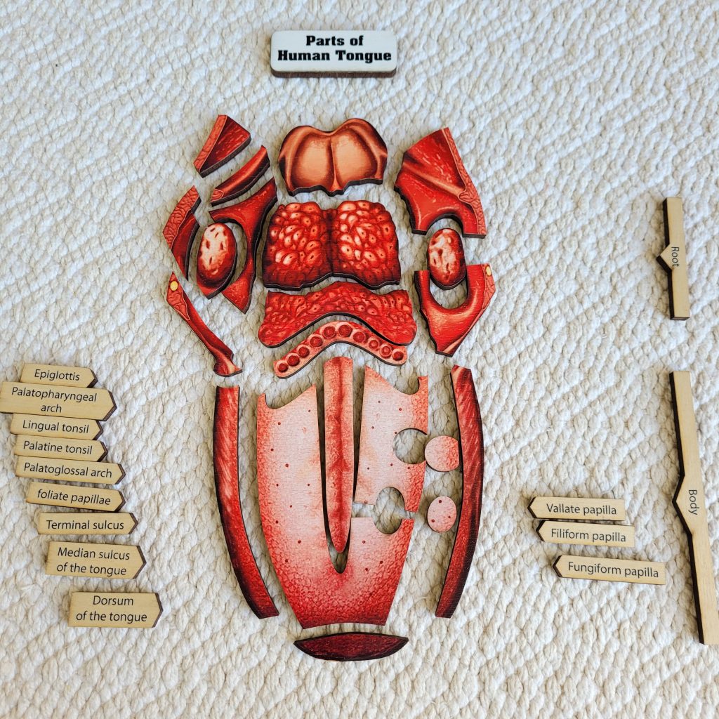Parts of the Human Tongue Puzzle Explained