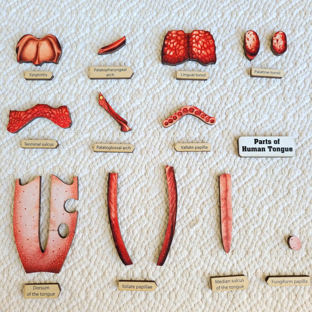 Parts of the Human Tongue Puzzle Pieces
