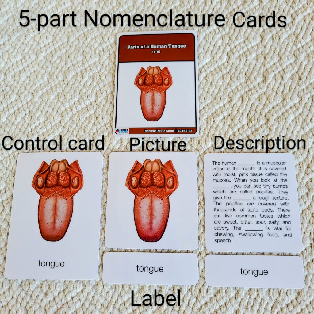 Montessori Puzzles