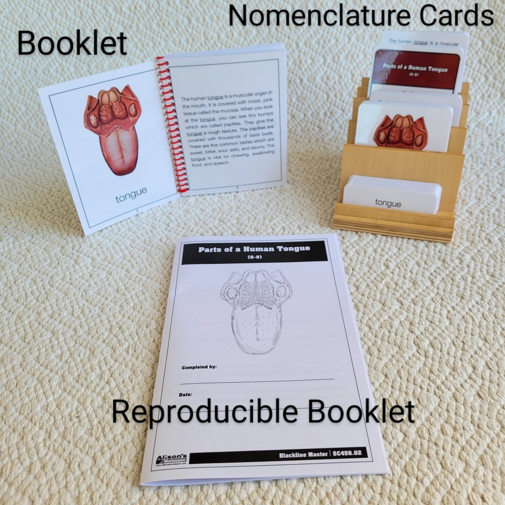 Parts of the Human Tongue Booklet and Bkack-line