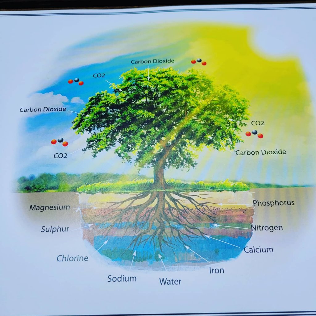 Botany Impressionistic Charts