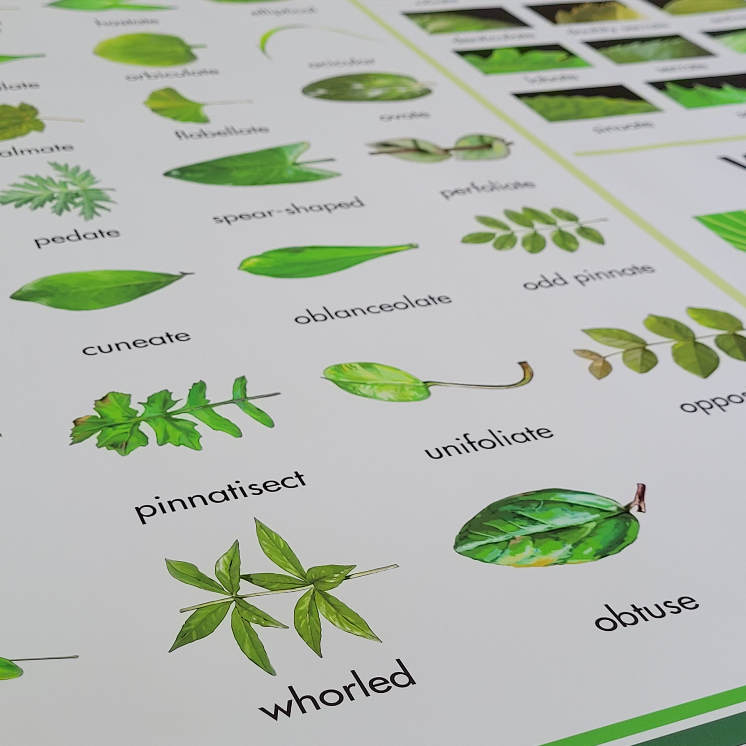 free-printable-leaf-identification-chart