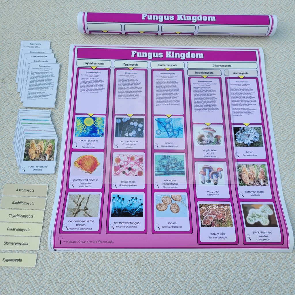 The Fungus Kingdom Charts