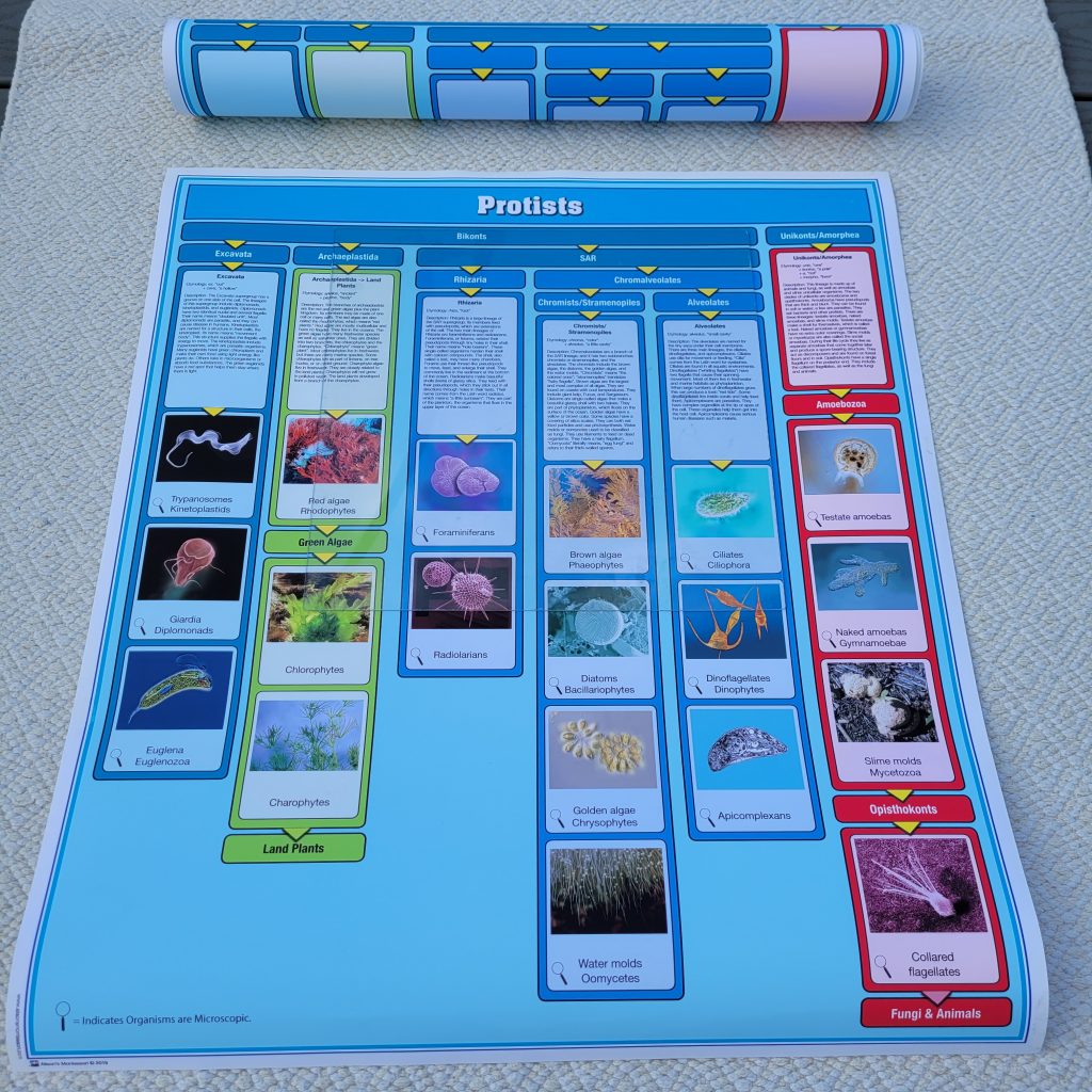 The Protists Kingdom Chart