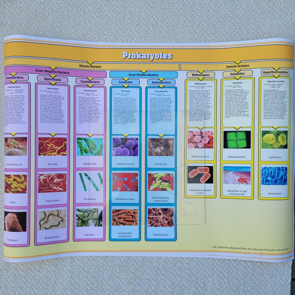 Prokaryotes Charts
