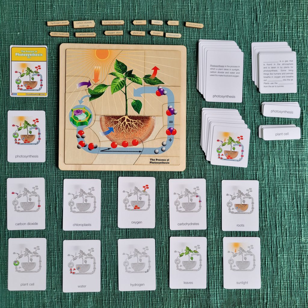The Process of Photosynthesis (6-9)