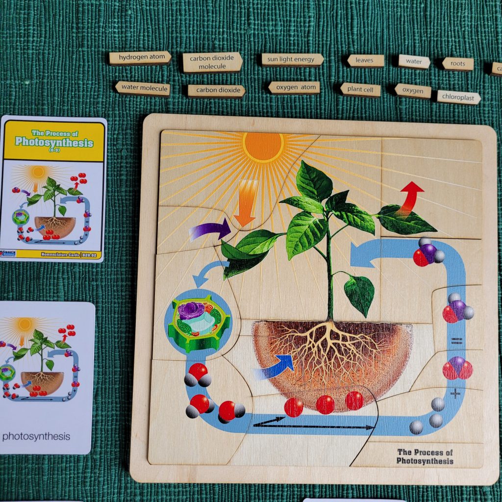 Montessori Botany Curriculum