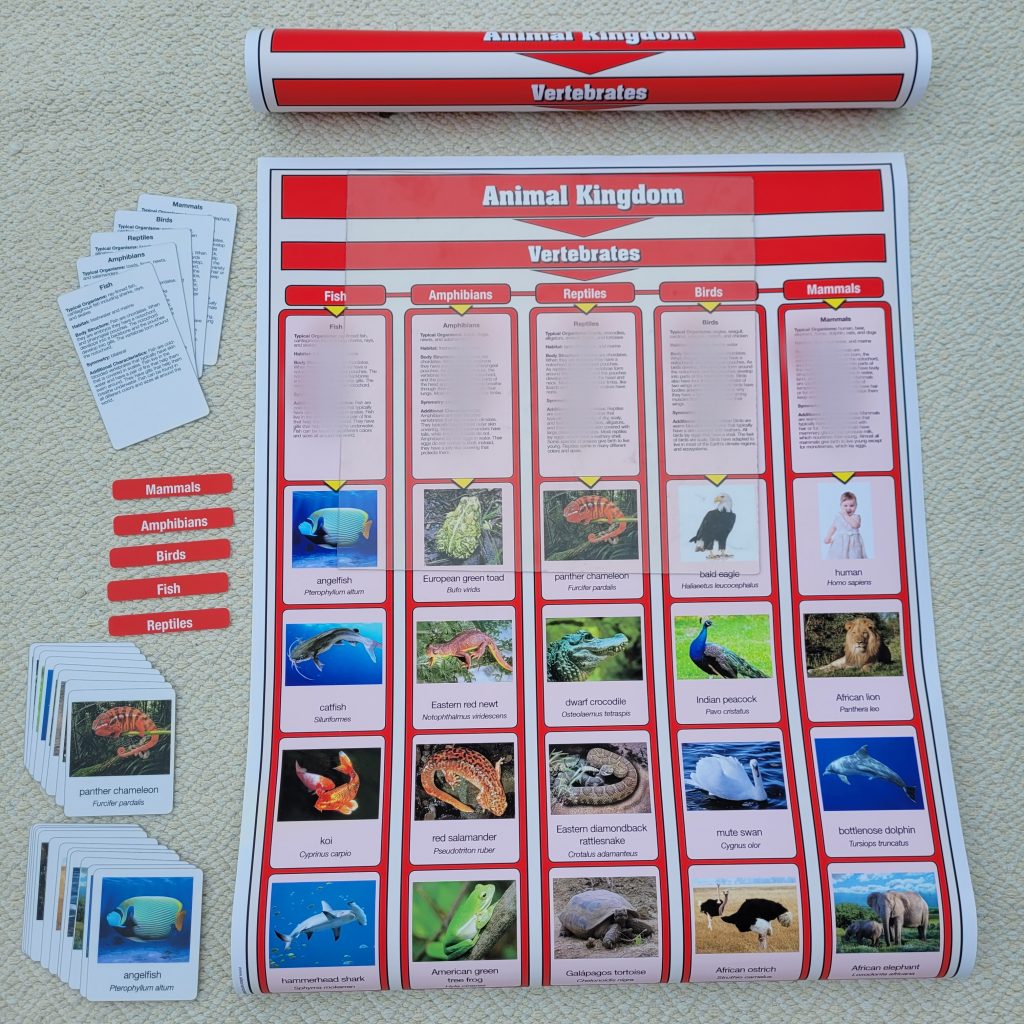 Animal Kingdom - Vertebrates