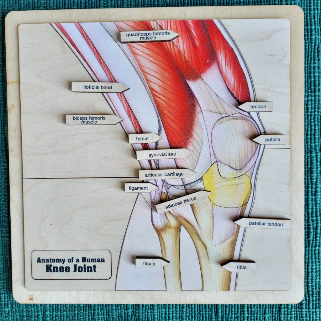 Parts of a Human Knee Joint Puzzle