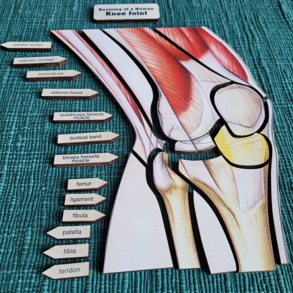 Parts of a Human Knee Joint Puzzle