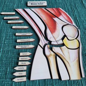 Parts of a Human Knee Joint Puzzle