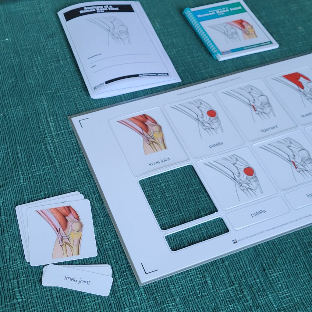 Anatomy of a Human Knee Joint Puzzle and Nomenclature Cards