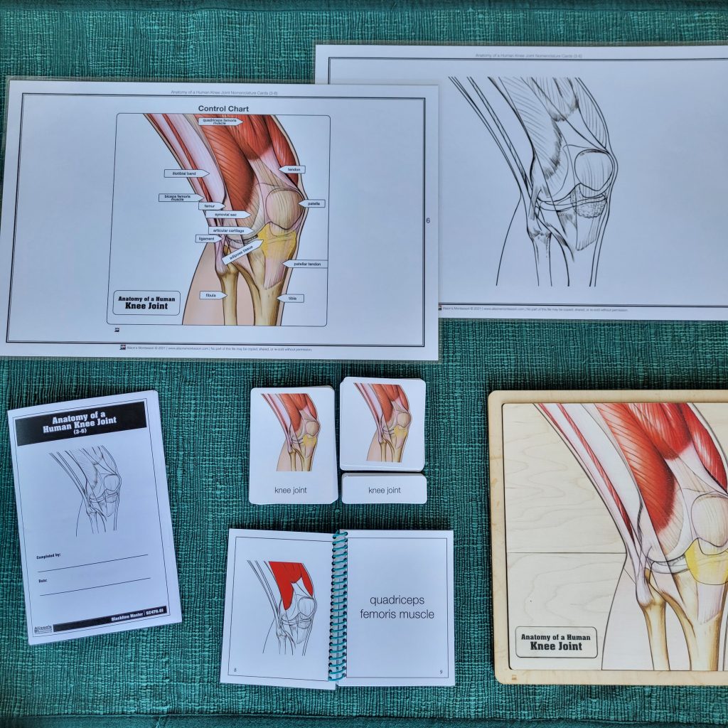 Parts of a Human Knee Joint Puzzle