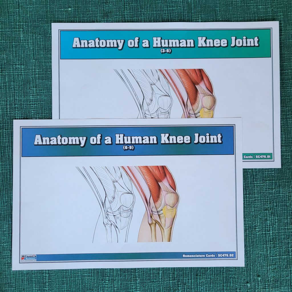 Anatomy of a Human Knee Joint Puzzle and Nomenclature Cards