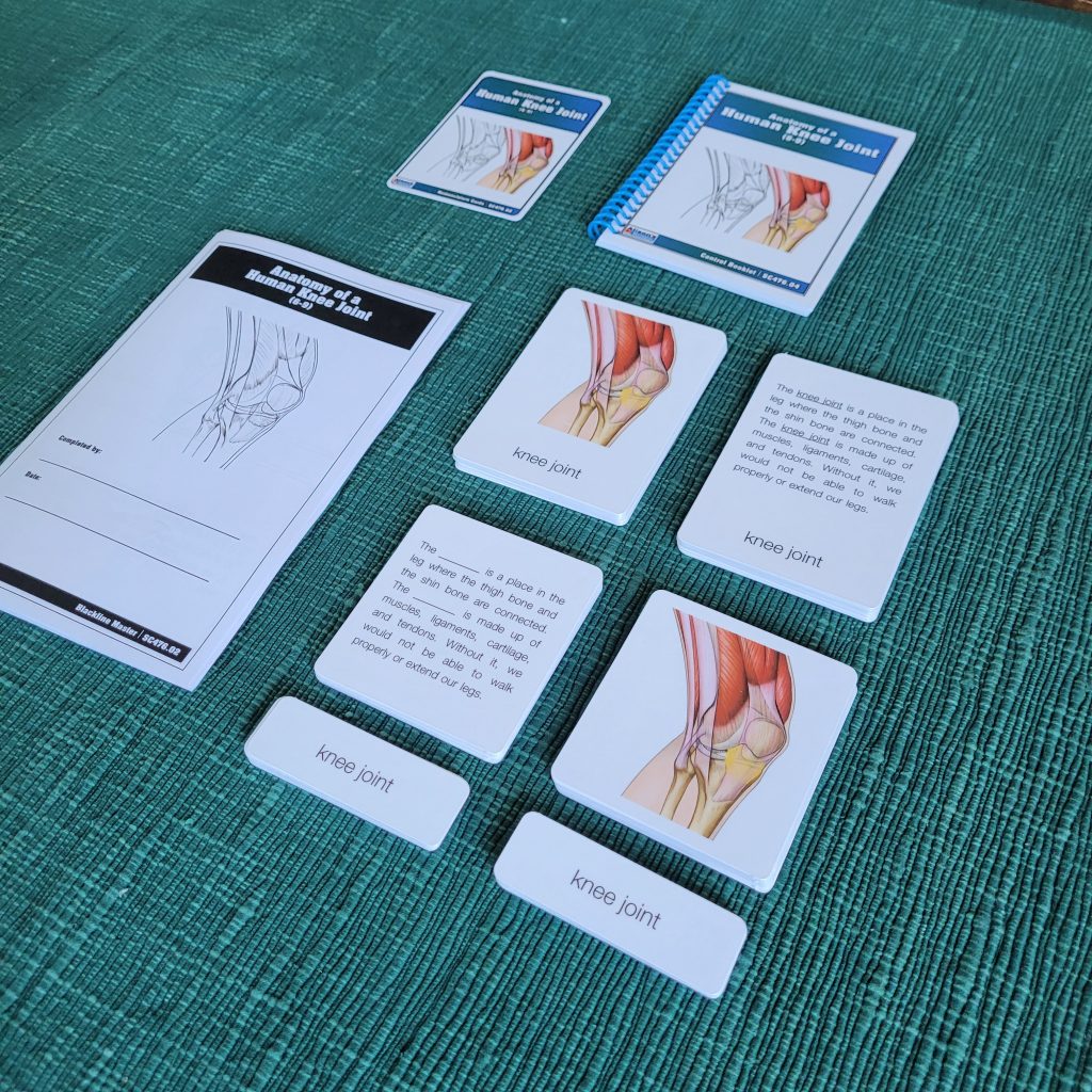 Human Knee Joint Three-Part Cards