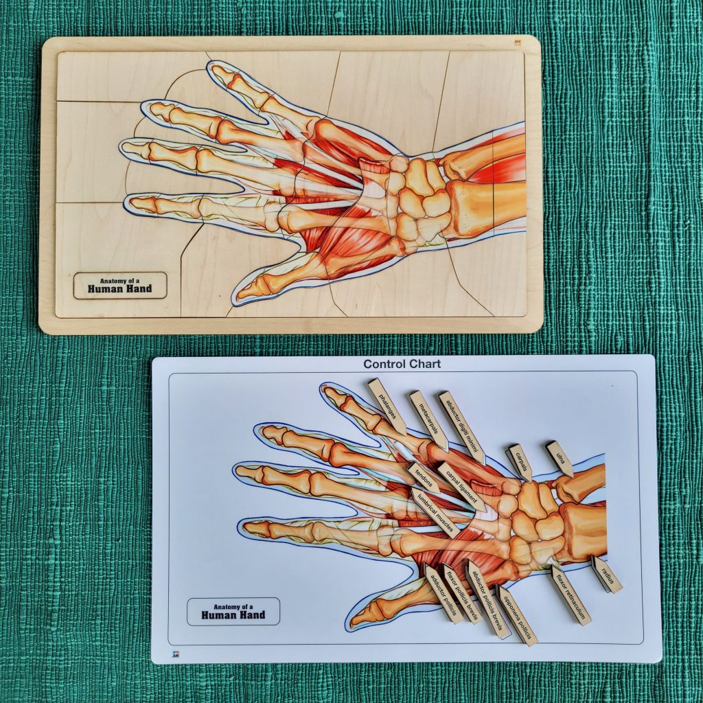 Montessori Three-Part Cards