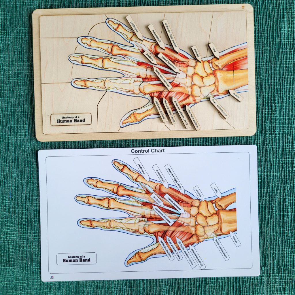 Montessori Three-Part Cards