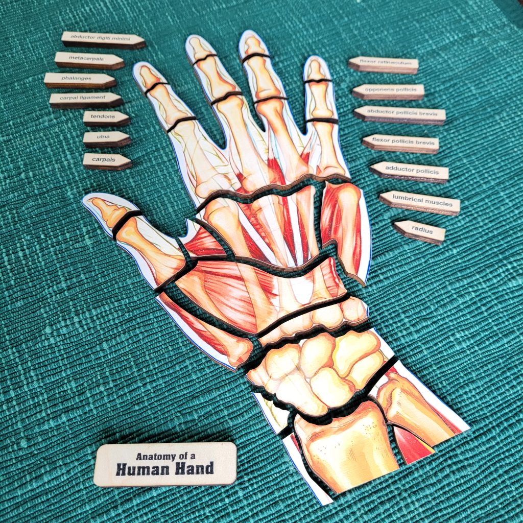 Anatomy of a Human Hand