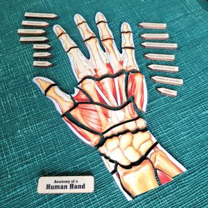 Anatomy of a Human Hand