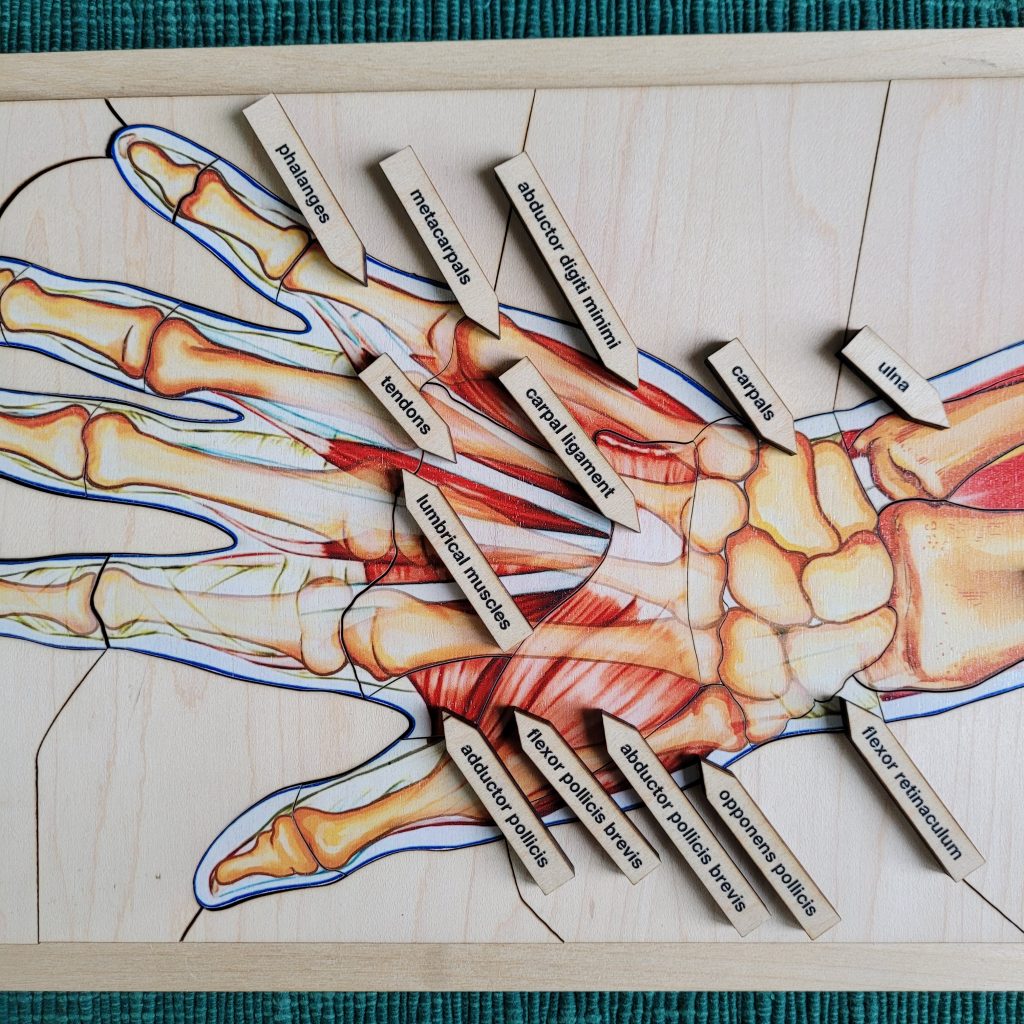 Anatomy of a Human Hand Puzzle