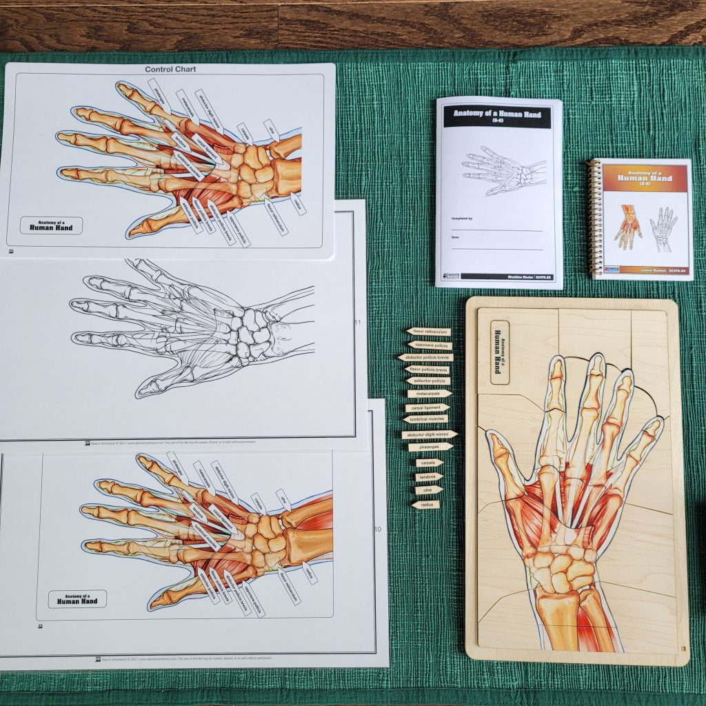 Anatomy of a Human Hand