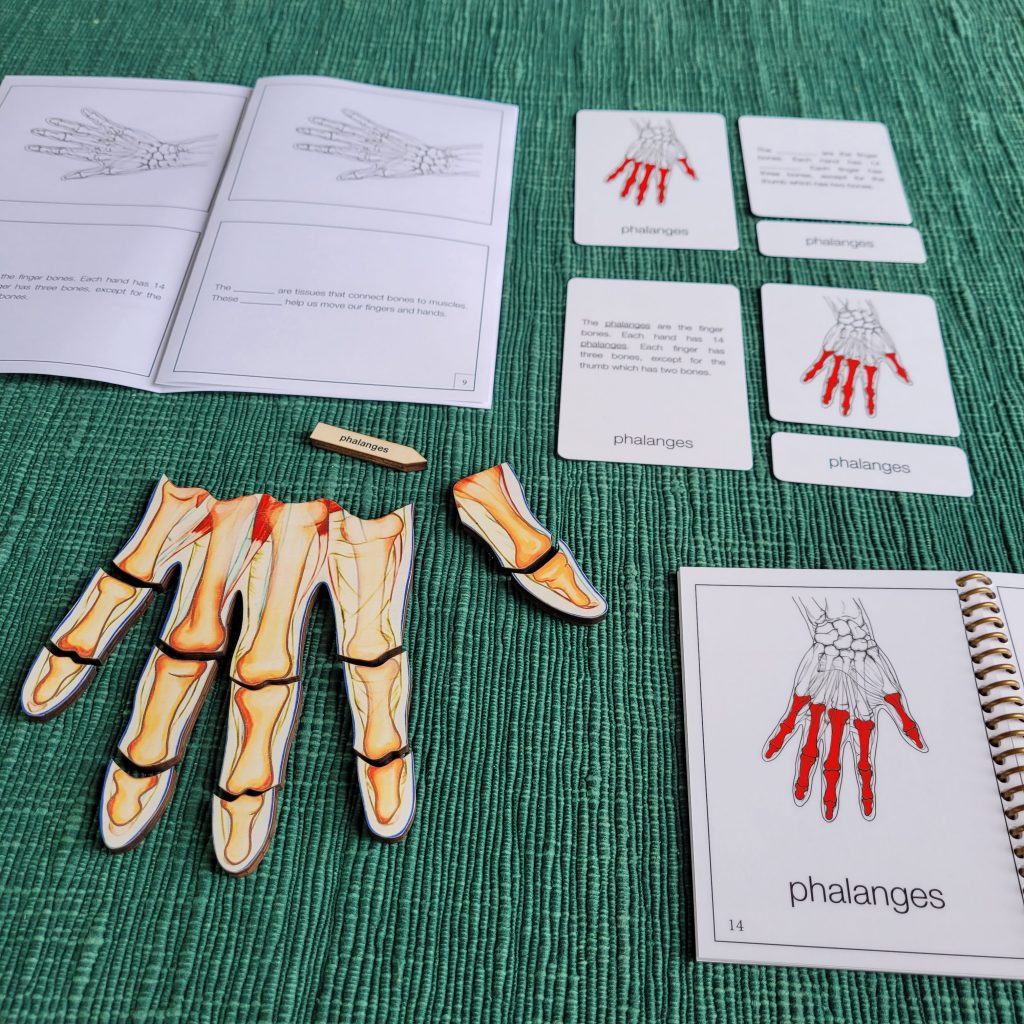 Montessori Three-Part Cards