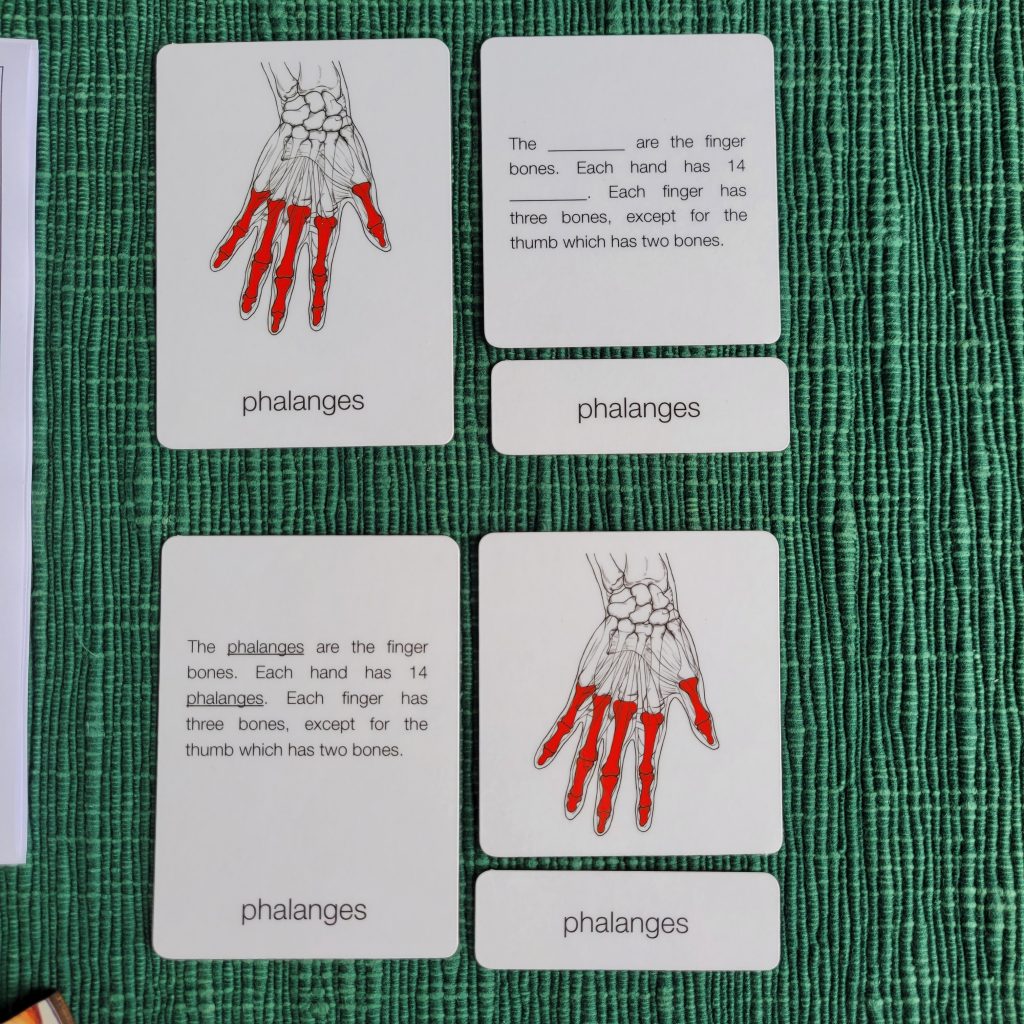 Montessori Three-Part Cards