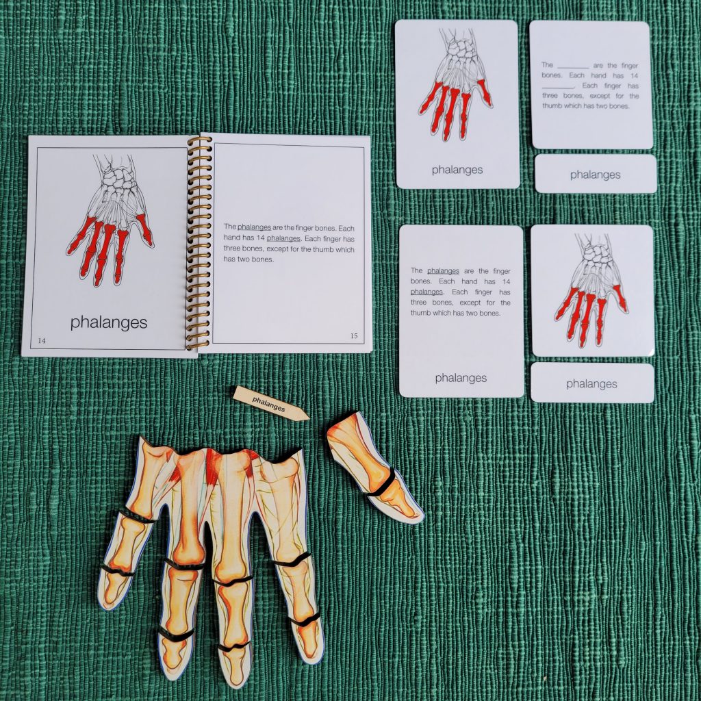 Anatomy of a Human Hand Puzzle
