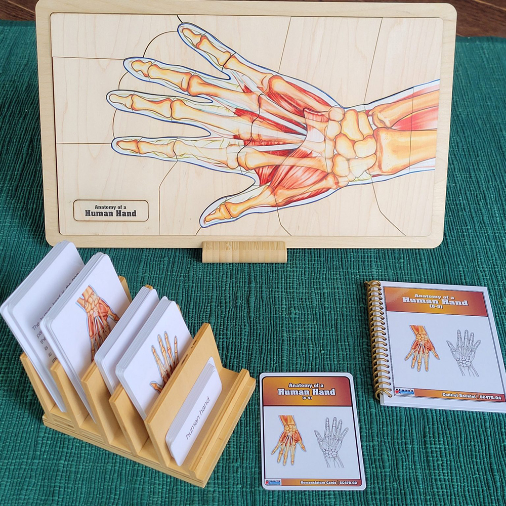 Anatomy of a Human Hand