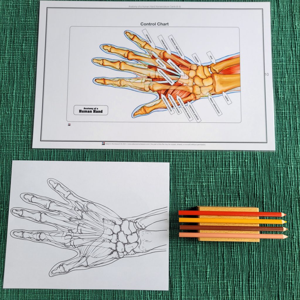 Montessori Human Anatomy Curriculum