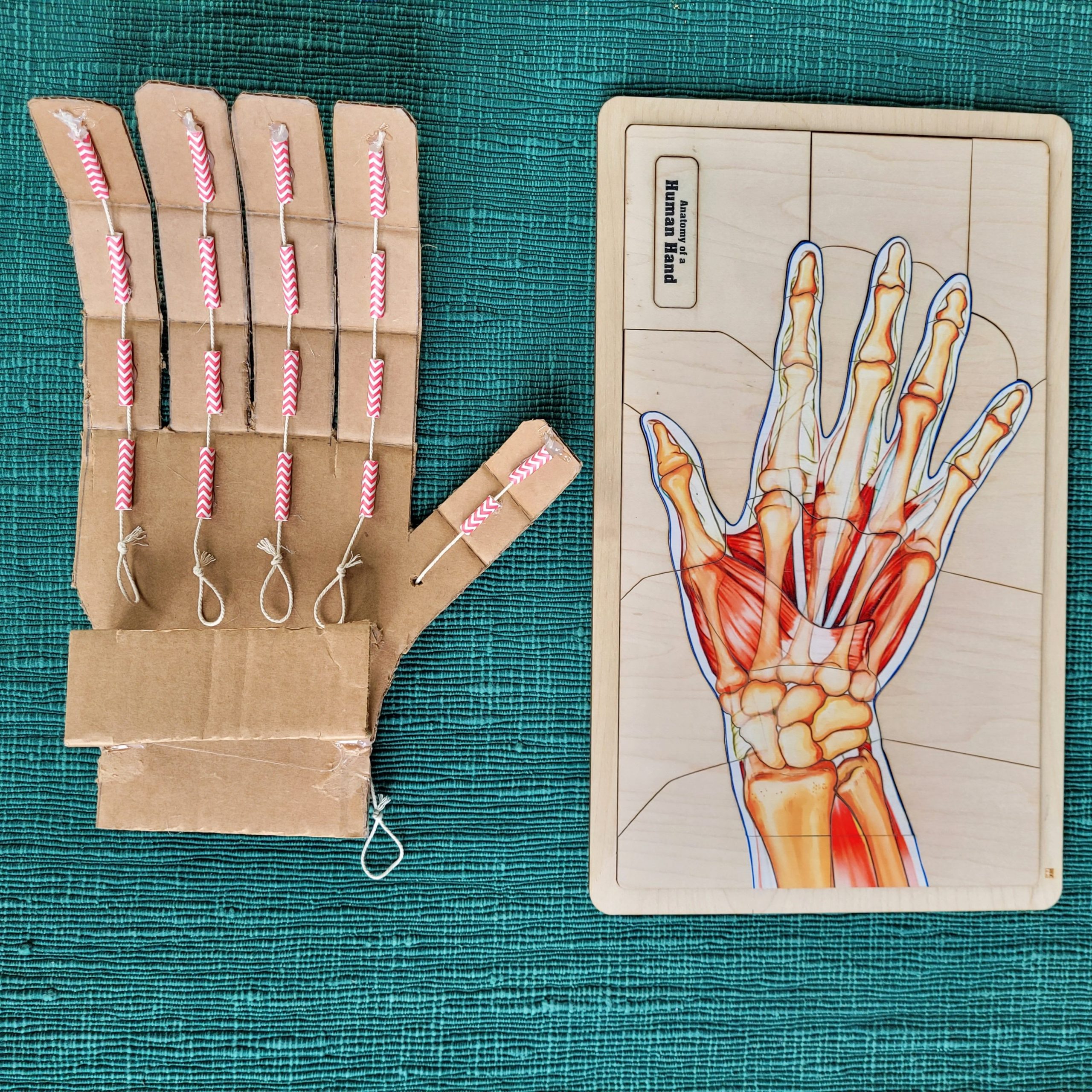 Montessori Science Three-Part Cards