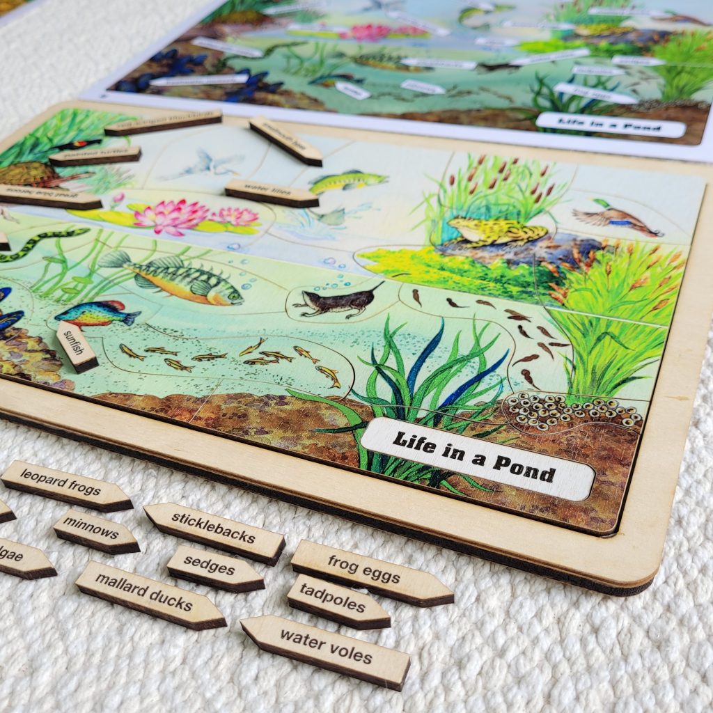 Life in a Pond/Soil