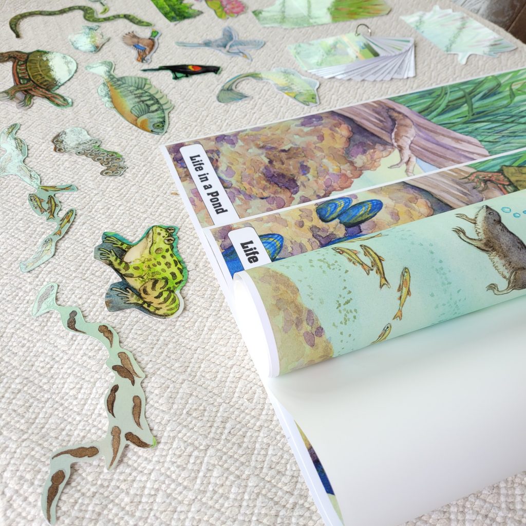 Life in a Pond Chart