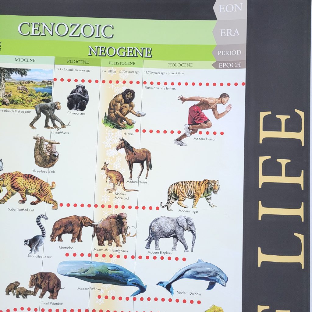 Timeline of Life